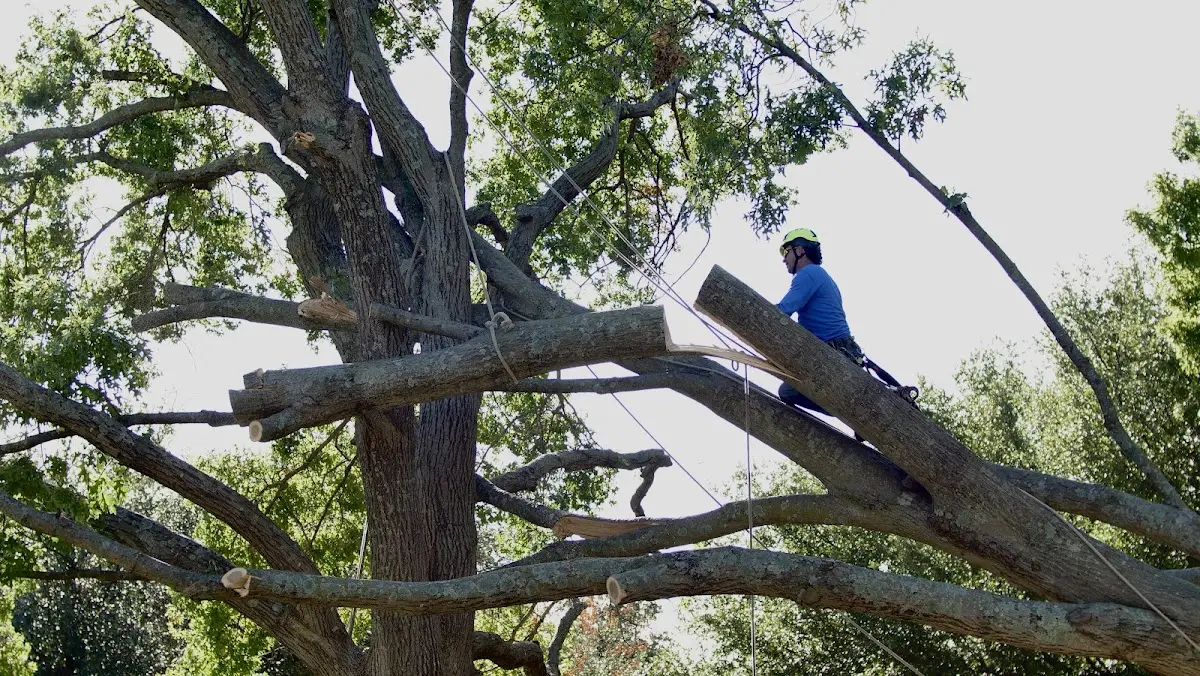 Professional Crown Thinning performed by certified arborists in Pickwick Dam